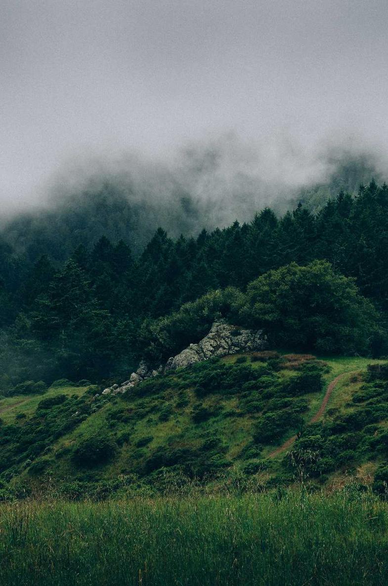 morning vibes just started my day with a foggy hike and it's already feeling dreamy #blurry #aesthetic #revealy