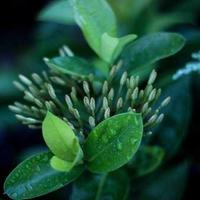 bokeh_soul2899