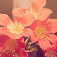 fotoshow_23