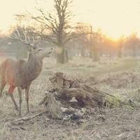filmflux_
